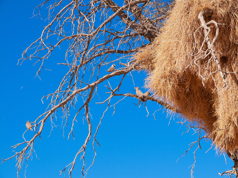 Weaver bird, Namib Desert